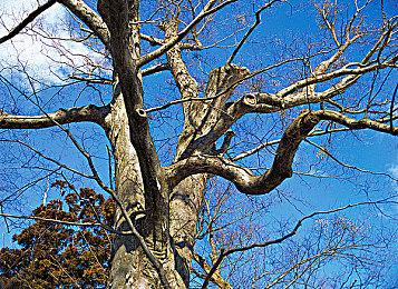 《女神异闻录5：战略版》角色介绍：佐仓双叶